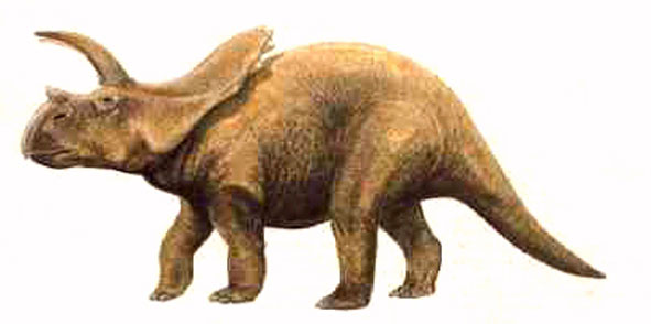 Arrhinocératops