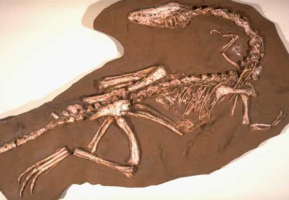 Squelette de Coelophysis